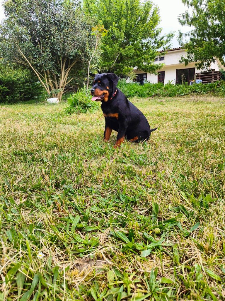 River Of Dream - Chiot disponible  - Rottweiler