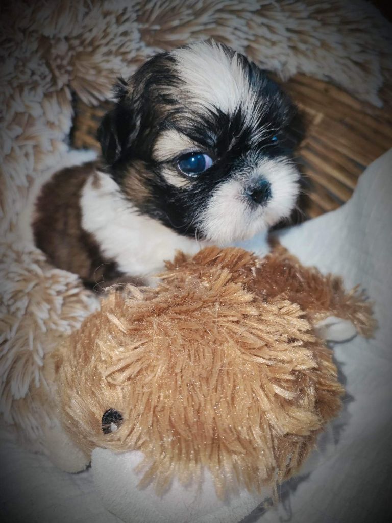 Bébé Shih-Tzu 