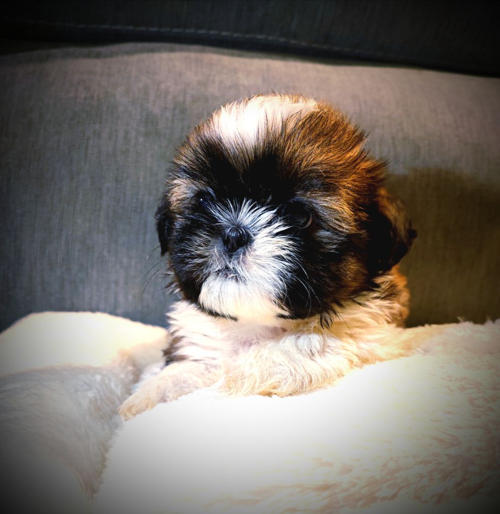 Shih Tzu née le 4 janvier 2022